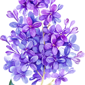 Lilac PNG