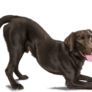 Labrador Retriever PNG