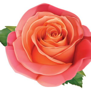 Rose PNG