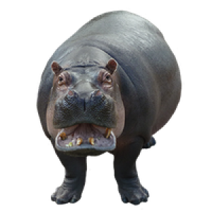 Hippo PNG