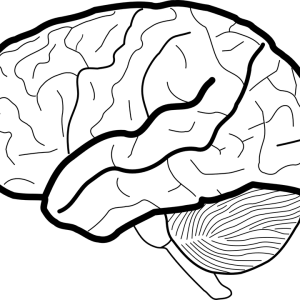 Brain PNG