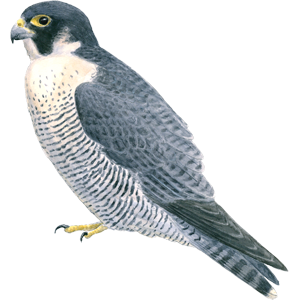 Falcon PNG
