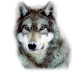 Wolf PNG