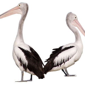 Pelican PNG