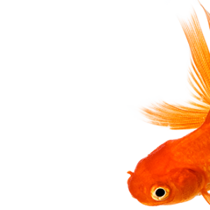 Goldfish PNG