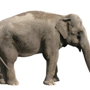 Elephant PNG