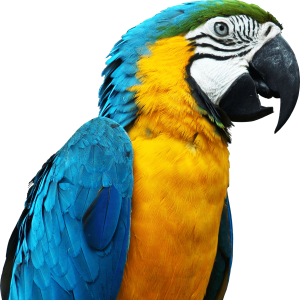 Parrot PNG image