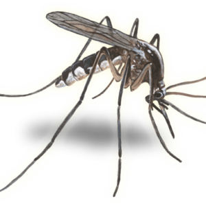Mosquito PNG