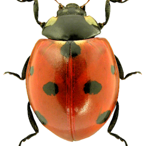 ladybug PNG image