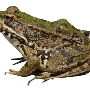 Frog PNG