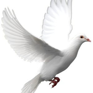 Bird PNG