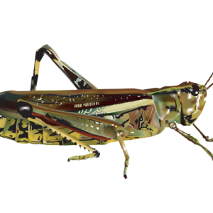 Grasshopper PNG