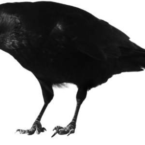 Black crow PNG image