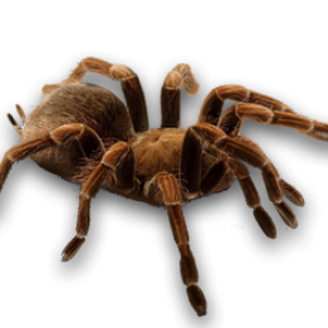 Spider PNG image