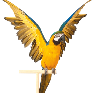 Parrot PNG image