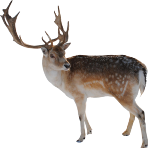 Santa Claus's reindeer PNG