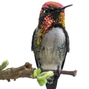 Hummingbird PNG
