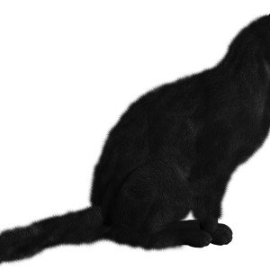 Cat PNG