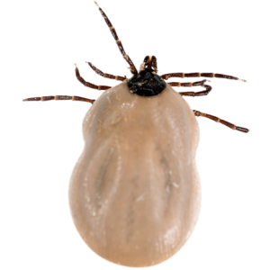 Tick insect PNG