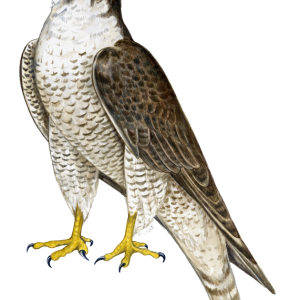 Falcon PNG