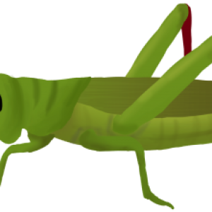 Grasshopper PNG