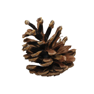 Pine cone PNG