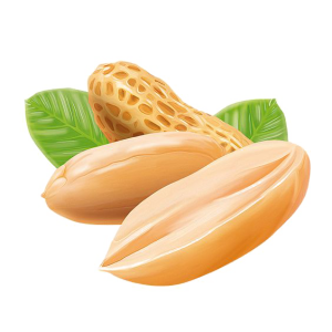 Peanut PNG