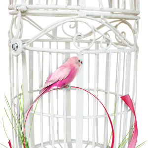 Cage bird PNG
