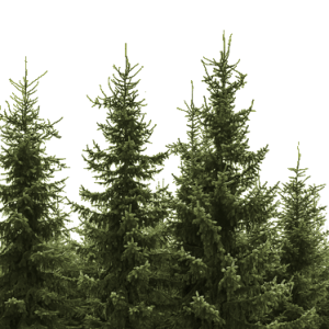 Forest PNG