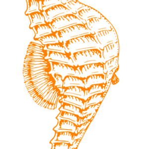 Seahorse PNG