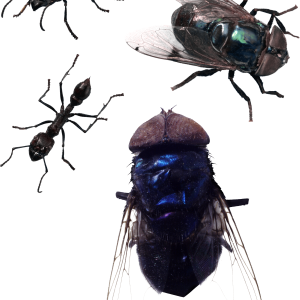 fly PNG image