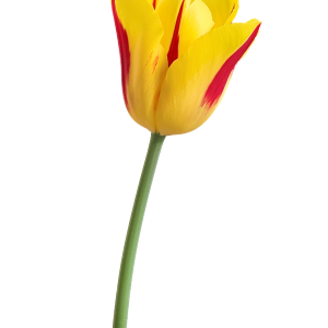 Yellow tulip PNG image
