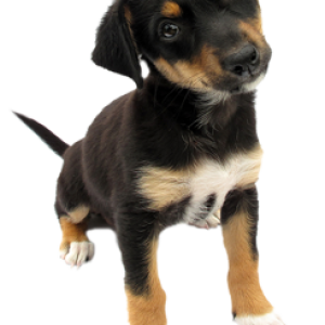 dog PNG image