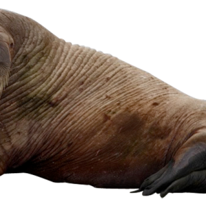 Walrus PNG image