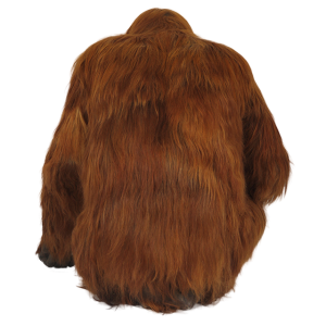 Orangutan PNG
