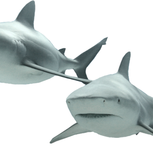 Shark PNG image