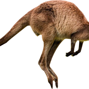 Kangaroo PNG
