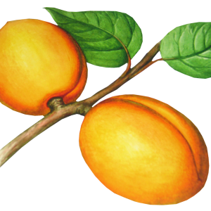 Peach PNG image