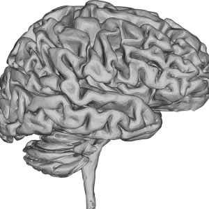 Brain PNG