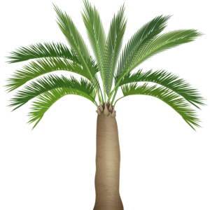 Palm tree PNG