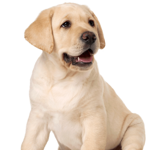 Labrador Retriever PNG