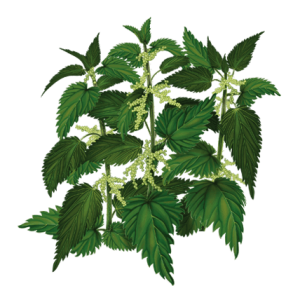Nettle PNG