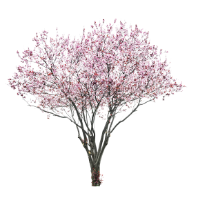 Sakura PNG