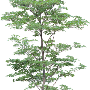 tree png image