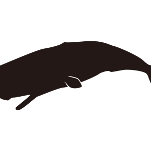 Sperm whale PNG picture