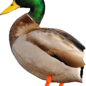Duck PNG image