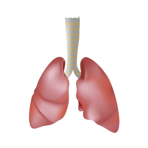 Lungs PNG