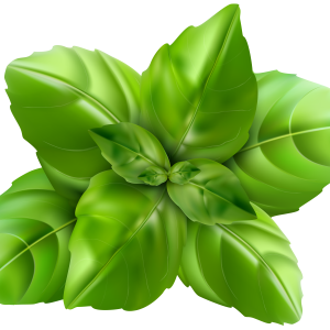 Spinach PNG