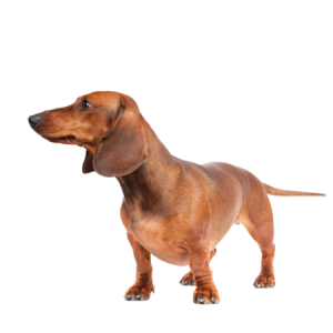 Dachshund PNG