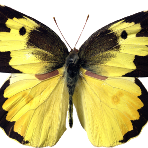 Butterfly yellow PNG